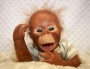 Binki Orangutan Painted And Rooted monkey