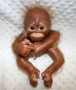 Bindi Orangutan  Painted And Rooted monkey