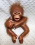 Binki Orangutan Painted And Rooted monkey