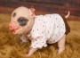 Fawn Piglet - Painted
