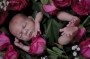 Rosebud