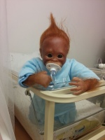 Reborn Max The Orangutan Monkey